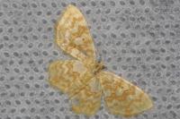 Hydrelia flammeolaria