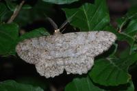 Hypomecis punctinalis
