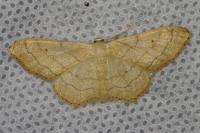 Idaea aversata