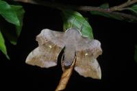 Laothoe populi