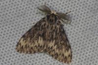 Lymantria monacha