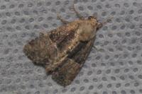 Mesoligia furuncula