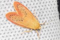 Miltochrista miniata
