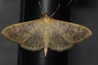 Patania ruralis