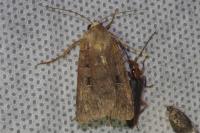 Xestia triangulum