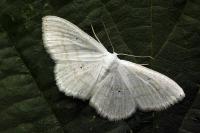 Scopula subpunctaria
