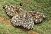 Scopula tessellaria