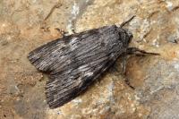 Scotochrosta pulla