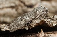 Scotochrosta pulla
