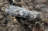 Scotochrosta pulla