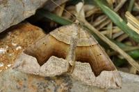 Scotopteryx angularia