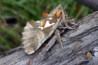 Spatalia argentina