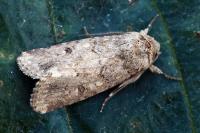 Spodoptera cilium