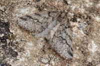 Tephronia lhommaria lhommaria