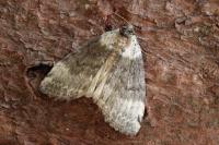 Tetheella fluctuosa