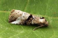Zebeeba falsalis