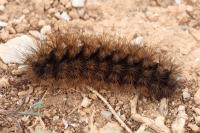 Arctia villica