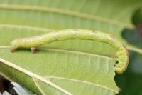 Cabera exanthemata