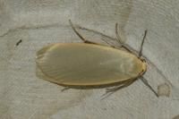 Collita griseola