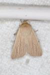 Mythimna pallens