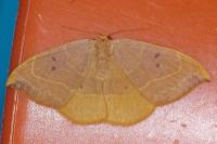 Watsonalla binaria
