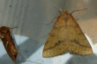 Aspitates ochrearia