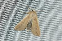 Mythimna unipuncta
