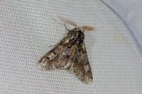 Biston strataria