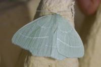 Hemistola chrysoprasaria