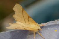 Ennomos erosaria