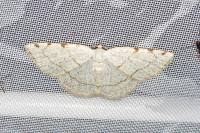 Stegania trimaculata