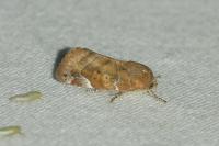 Cosmia affinis