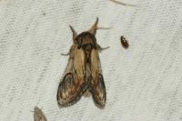 Notodonta ziczac