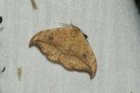 Drepana falcataria
