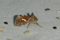 Macdunnoughia confusa