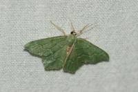 Hemithea aestivaria