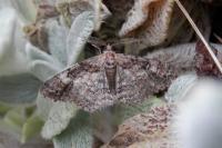 Cleora cinctaria