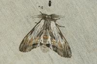 Harpyia milhauseri
