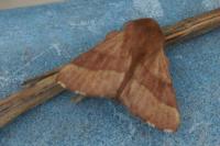 Malacosoma neustria
