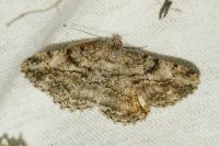 Peribatodes rhomboidaria rhomboidaria