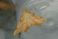 Ennomos erosaria