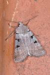 Eugnorisma glareosa