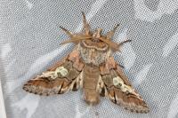 Diloba caeruleocephala
