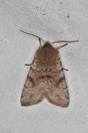 Orthosia incerta