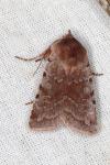 Cerastis rubricosa