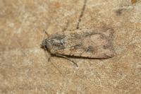 Peridroma saucia