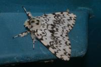 Lymantria monacha