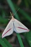 Rhodometra sacraria