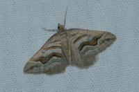 Scotopteryx peribolata