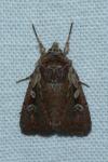 Xestia agathina
